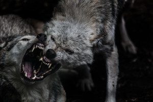 Two-wolves-fighting-Sue-Demetriou-Photography